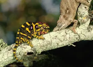 Unraveling the Chameleon: Africa's Master of Camouflage and Bizarre Reptile - image 4