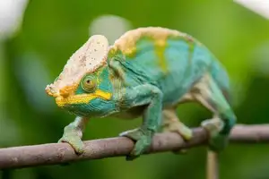 Unraveling the Chameleon: Africa's Master of Camouflage and Bizarre Reptile - image 5