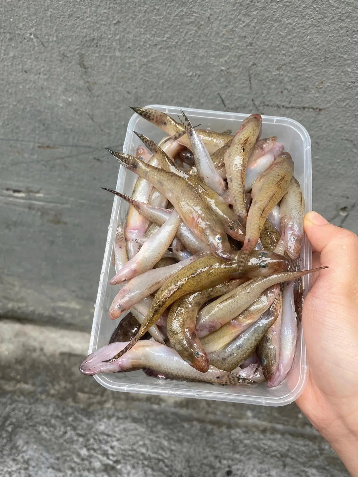 From Humble Roots to Gourmet Specialty: The Rise of the 'Poor Man's Fish'