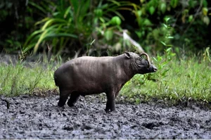Top Animals That Defy Survival Laws and Become Their Own Enemies - image 4