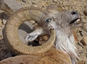 Top Animals That Defy Survival Laws and Become Their Own Enemies - image 2