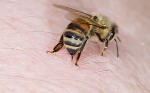 Top Animals That Defy Survival Laws and Become Their Own Enemies - image 1