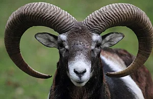 Top Animals That Defy Survival Laws and Become Their Own Enemies - image 3