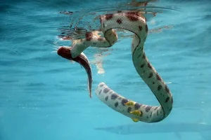 Fascinating Facts About Sea Snakes: Surprising Truths Revealed - image 5
