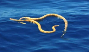 Fascinating Facts About Sea Snakes: Surprising Truths Revealed - image 4