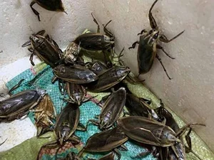 The 5 Million VND Mud Delicacy: Why the Wealthy Love This Rare Treat - image 2