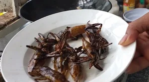 The 5 Million VND Mud Delicacy: Why the Wealthy Love This Rare Treat - image 6