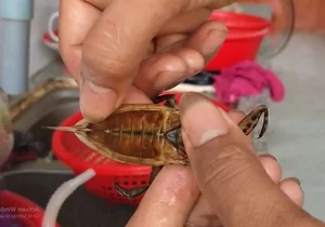 The 5 Million VND Mud Delicacy: Why the Wealthy Love This Rare Treat - image 1