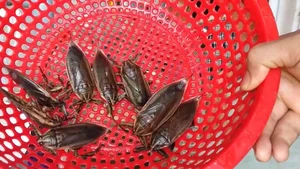 The 5 Million VND Mud Delicacy: Why the Wealthy Love This Rare Treat - image 3