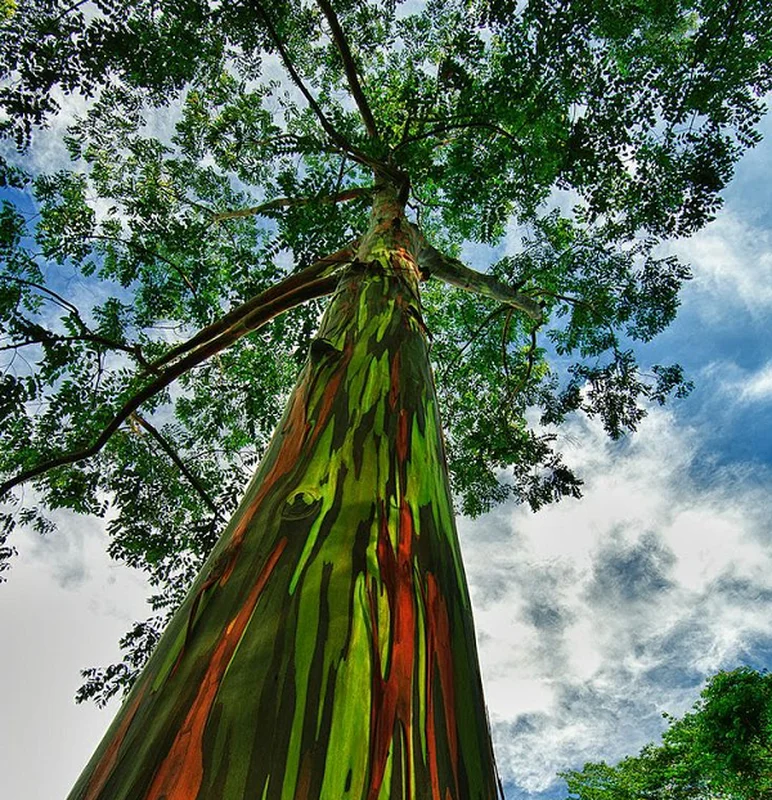 Bizarre and Exotic Plants That Look Straight Out of Fairy Tales
