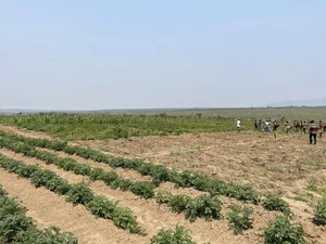 Exploring the Lush Green Vegetable Farm of Quang Linh Vlogs in Africa - image 1