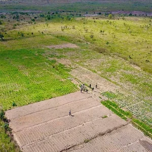 Exploring the Lush Green Vegetable Farm of Quang Linh Vlogs in Africa - image 9
