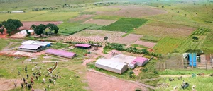 Exploring the Lush Green Vegetable Farm of Quang Linh Vlogs in Africa - image 8