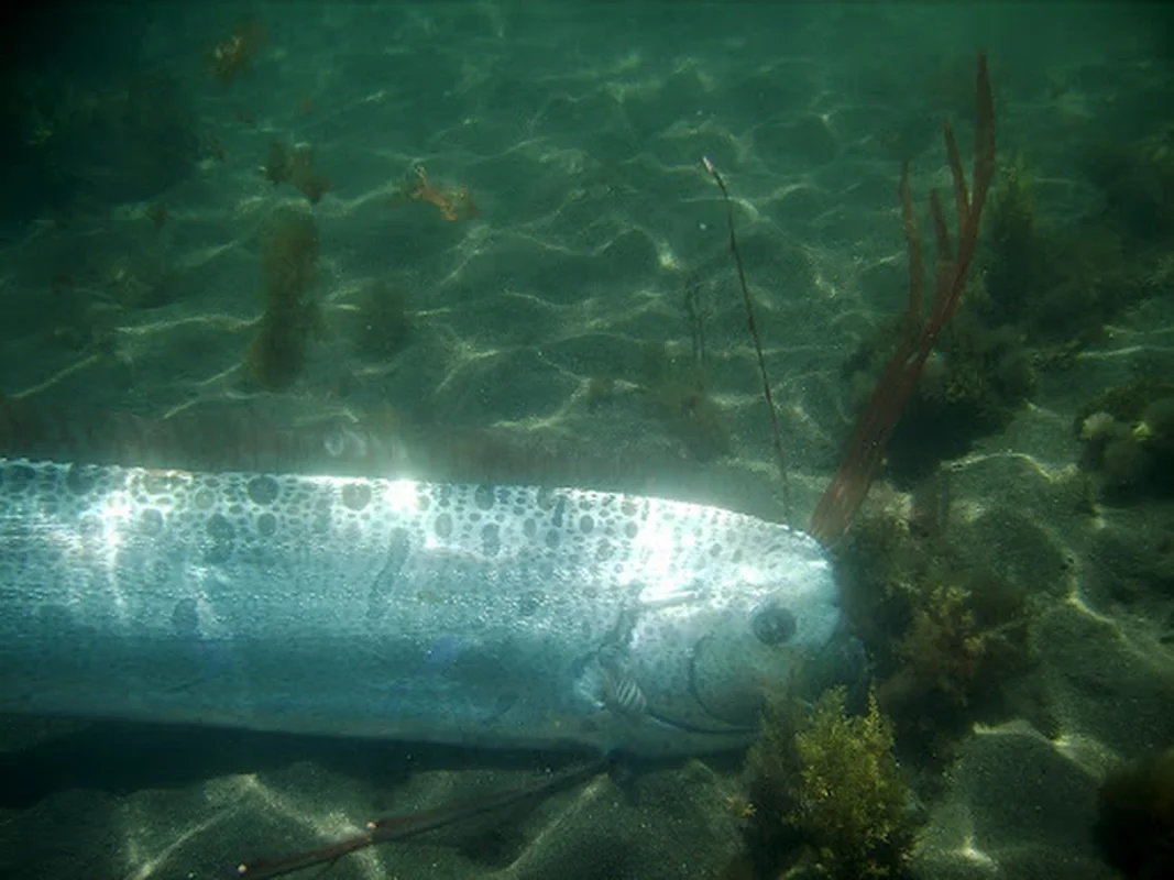 Kayakers Experience Thrilling Encounter with Rare Doomsday Oarfish