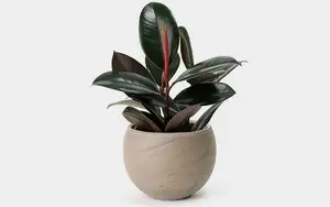Discover the Goldfish Plant – A luxurious and unique ornamental gem bringing luck and prosperity to your home. - image 7