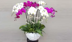 Discover the Goldfish Plant – A luxurious and unique ornamental gem bringing luck and prosperity to your home. - image 9