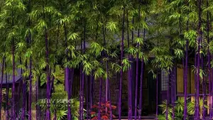 Discover the Goldfish Plant – A luxurious and unique ornamental gem bringing luck and prosperity to your home. - image 8
