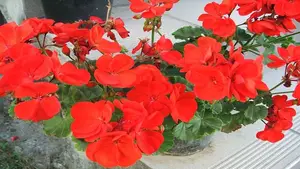 Discover the Goldfish Plant – A luxurious and unique ornamental gem bringing luck and prosperity to your home. - image 1