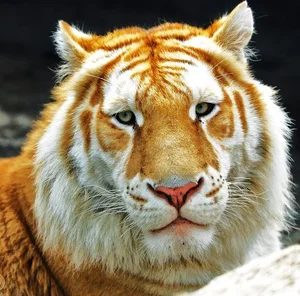 Rare Golden Tiger Spotted in India: The Stunning Beauty and Conservation Concerns of Genetic Mutations - image 1