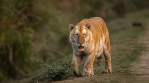 Rare Golden Tiger Spotted in India: The Stunning Beauty and Conservation Concerns of Genetic Mutations - image 6