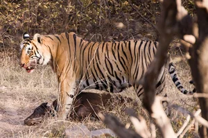 Rare Golden Tiger Spotted in India: The Stunning Beauty and Conservation Concerns of Genetic Mutations - image 4