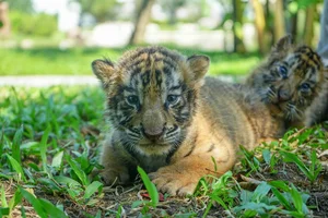 Rare Golden Tiger Spotted in India: The Stunning Beauty and Conservation Concerns of Genetic Mutations - image 2