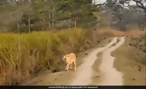Rare Golden Tiger Spotted in India: The Stunning Beauty and Conservation Concerns of Genetic Mutations - image 5