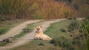 Rare Golden Tiger Spotted in India: The Stunning Beauty and Conservation Concerns of Genetic Mutations - image 0