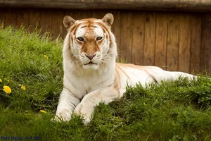 Rare Golden Tiger Spotted in India: The Stunning Beauty and Conservation Concerns of Genetic Mutations - image 3