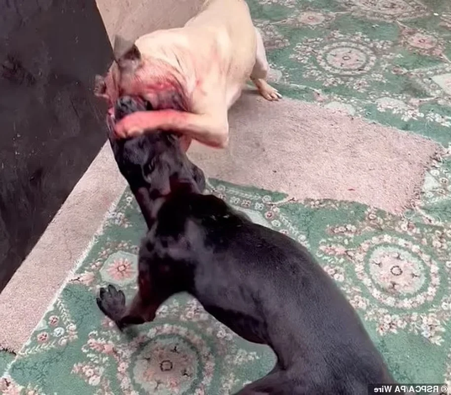 Inside the Shocking Illegal Dog Fighting Ring Exposed in the UK