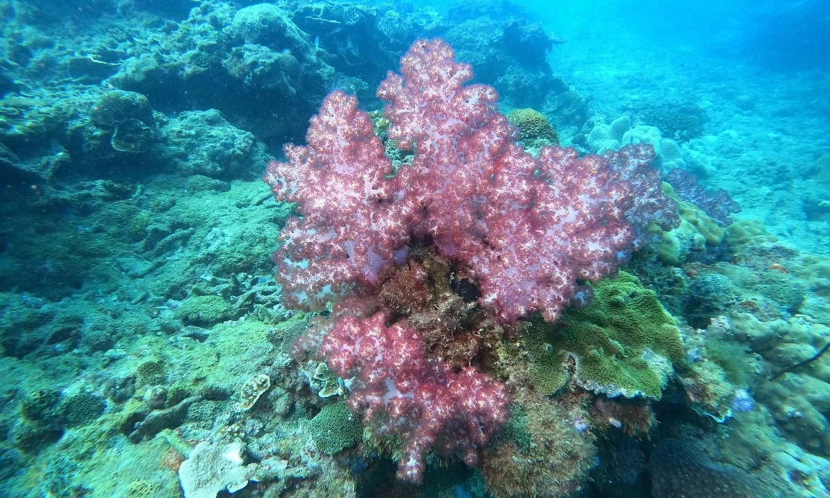 Con Dao Coral Bleaching: The Alarming Transformation of Vietnam’s Marine Paradise