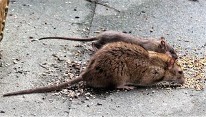 Weird History: The Bizarre World of Medieval Animal Trials - image 2