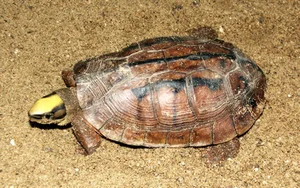 Vietnam’s Unique Turtles: Three Species That Can ‘Transform’ Quickly - image 0