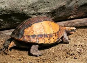 Vietnam’s Unique Turtles: Three Species That Can ‘Transform’ Quickly - image 2