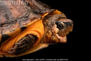 Vietnam’s Unique Turtles: Three Species That Can ‘Transform’ Quickly - image 4