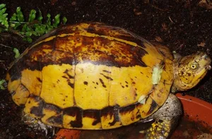 Vietnam’s Unique Turtles: Three Species That Can ‘Transform’ Quickly - image 5