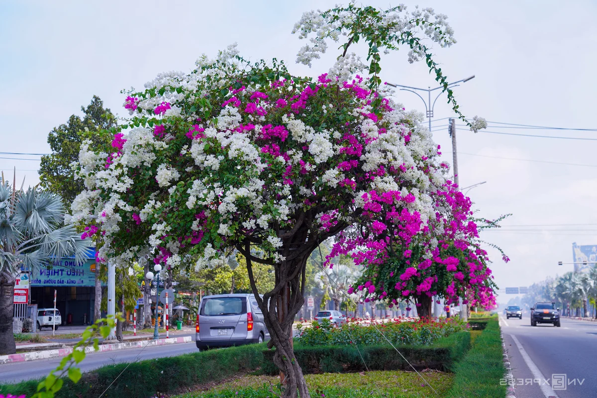 Vibrant Bougainvillea Season in Vung Tau: Exploring the Floral Beauty of Vietnam’s Scenic Coastal City