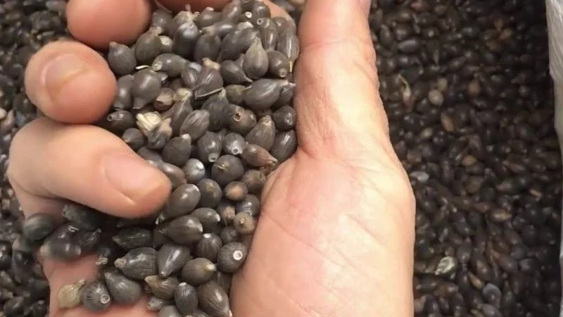 From 'Famine Relief' Grain to Coveted Culinary Delicacy: The Story of a Forgotten Food