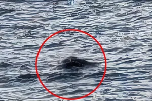 Has the Loch Ness Monster Returned? New Sightings Shock the Scientific Community - image 7