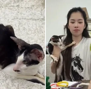 Nam Em Cat Controversy: Emotional Outburst Following Animal Welfare Backlash - image 0