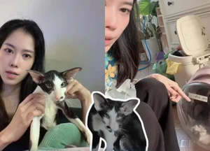 Nam Em Cat Controversy: Emotional Outburst Following Animal Welfare Backlash - image 3