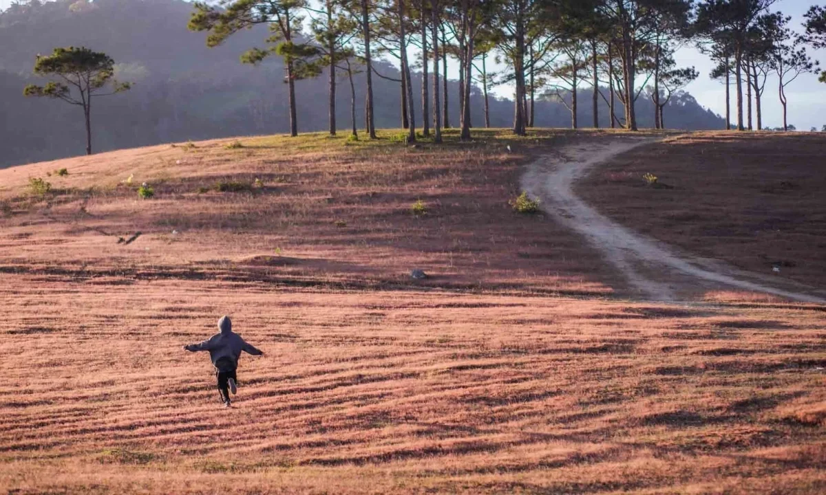 Magical Pink Grass Season in Da Lat: A Dreamy Autumn Destination