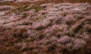 Magical Pink Grass Season in Da Lat: A Dreamy Autumn Destination - image 6