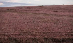 Magical Pink Grass Season in Da Lat: A Dreamy Autumn Destination - image 5