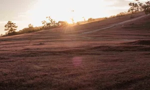 Magical Pink Grass Season in Da Lat: A Dreamy Autumn Destination - image 9