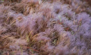 Magical Pink Grass Season in Da Lat: A Dreamy Autumn Destination - image 4