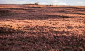 Magical Pink Grass Season in Da Lat: A Dreamy Autumn Destination - image 7
