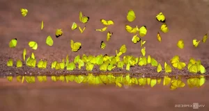Nature's Beauty: Butterfly Hunting in Ma Da Forest, Vietnam - image 3