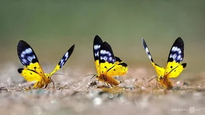 Nature's Beauty: Butterfly Hunting in Ma Da Forest, Vietnam - image 6