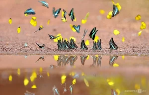 Nature's Beauty: Butterfly Hunting in Ma Da Forest, Vietnam - image 4